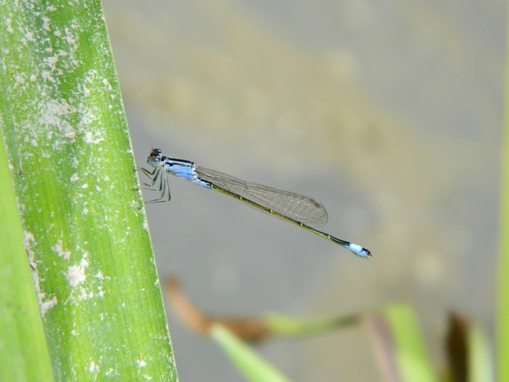 Ischnura elegans